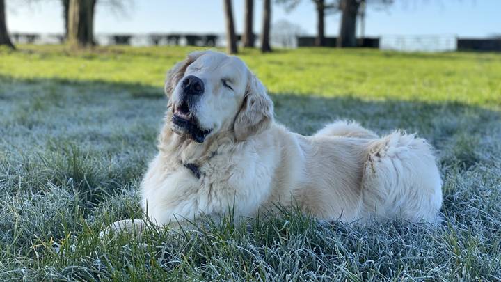 Blind Golden Retriever Mistaken For Guide Dog Has 'Guide Human'