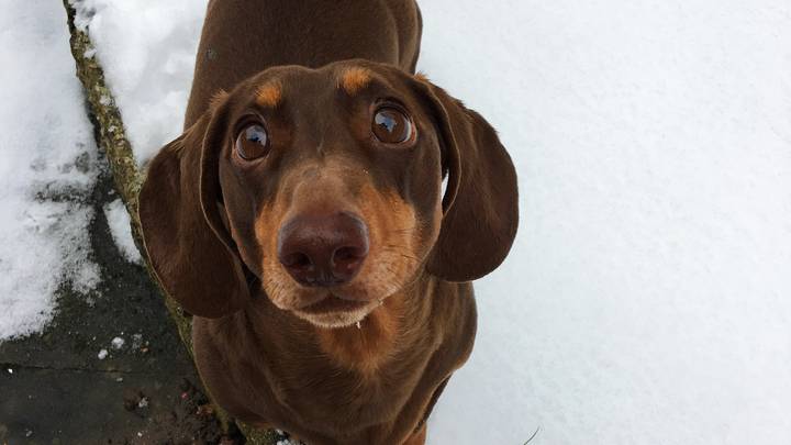 Dog Sprains Tail From Wagging So Much During Quarantine