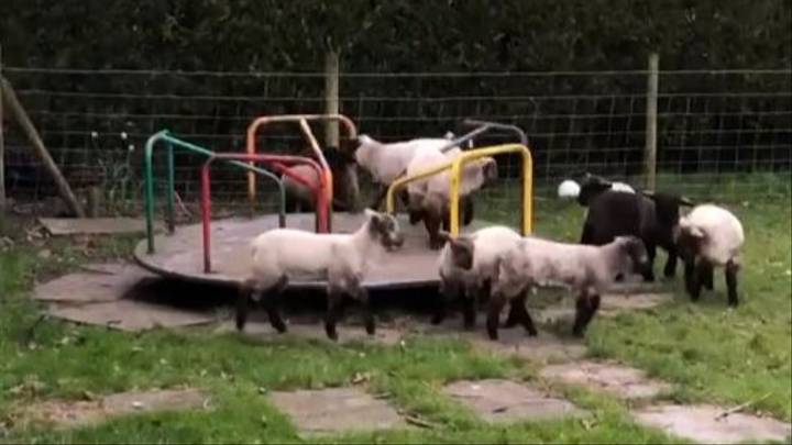 Lambs Play On Children's Roundabout During Coronavirus Lockdown