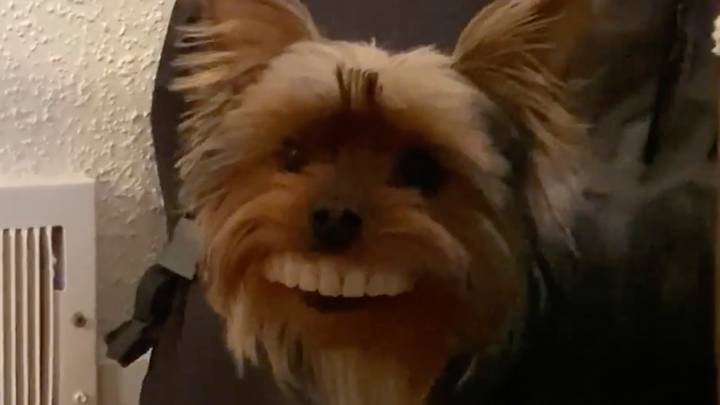 Dog Steals Owner's Fake Dentures And Looks Hilarious