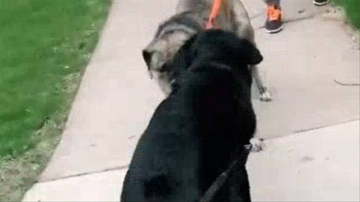 Lovable Moment Two Dog Pals Are Reunited After A Month Apart