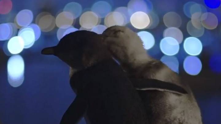 Digital Photographer Shares Video Of Widowed Penguins That Won The Hearts Of The World