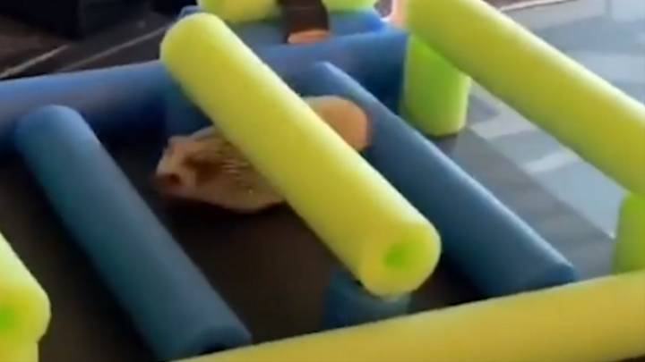 Guy Makes Ninja-Warrior-Style Course For His Hedgehog