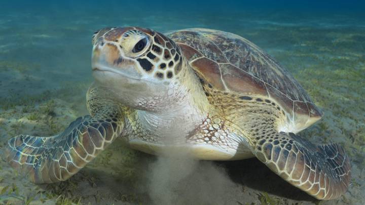 Vet Pulls 30cm-Long Plastic Bag Out Of Sea Turtle