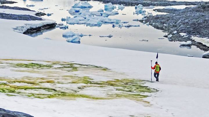 Climate Change Will Turn Parts Of Antarctica Green, Scientists Say