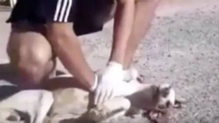 Teen Saves Stray Dog's Life By Performing Chest Compressions