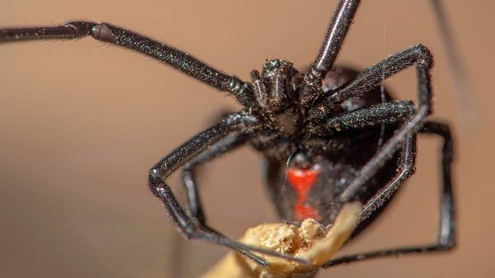 Three Brothers Let Black Widow Spider Bite Them In Hopes It Will Cause Superpowers