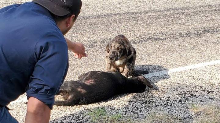 Animal Control Staff Find Grieving Dog Standing Beside His Sister's Body