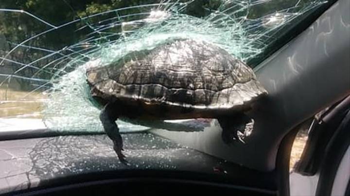 Pair Avoid Serious Harm After Turtle Crashes Through Their Car Window