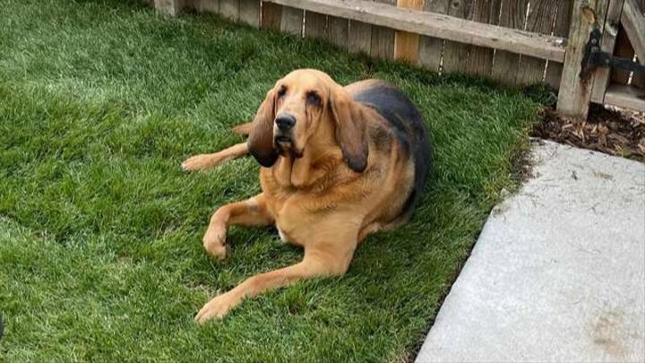 Man Builds Girlfriend's Rescue Dog His First Ever Yard