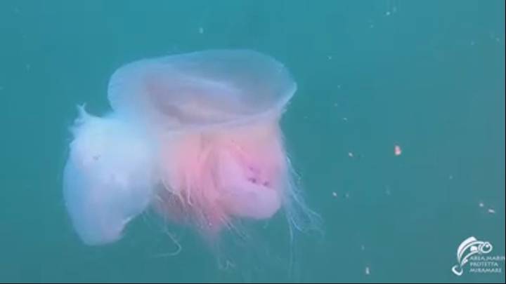 Rare Pink Giant Jellyfish Sighted For Only The Fourth Time In History