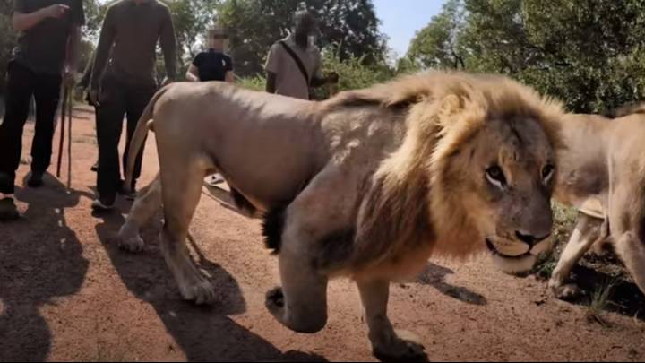 ​12,000 Lions Are Being Farmed In Captivity To Be Shot Dead By Tourists