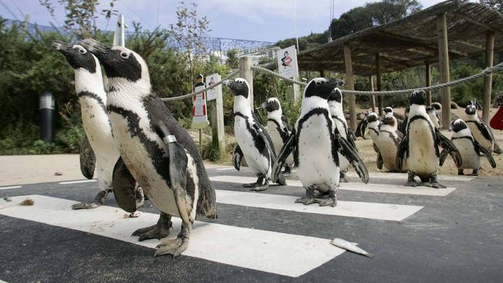 Closed Zoo Finds Homes For All Its Animals After Euthanasia Fears